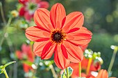 Dahlia Pampa Turc (FRA), flower