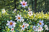 Dahlia Felicia Verver Export, flowers
