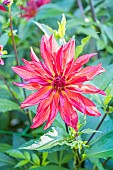 Dahlia Akihiko, Breeder : Miyabuchi (JAP) 2024, flower