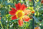 Dahlia Caligula, Verver Export, flower