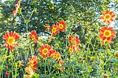 Dahlia Caligula, Verver Export, flowers