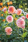 Dahlia Peaches, Breeder : De Mulder (NDL) 2024, flowers