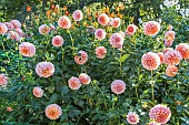 Dahlia Peaches, Breeder : De Mulder (NDL) 2024, flowers
