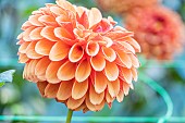 Dahlia Brown Sugar, Breeder : De Mulder (NDL) 2024, flower