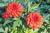 Dahlia Red Maheco, Breeder : Largant (FRA) 2024, flowers