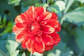 Dahlia Red Maheco, Breeder : Largant (FRA) 2024, flower