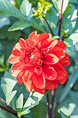 Dahlia Red Maheco, Breeder : Largant (FRA) 2024, flower