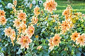 Dahlia Peachy, Breeder : Turkish (FRA) 2024, flowers