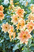 Dahlia Peachy, Breeder : Turkish (FRA) 2024, flowers