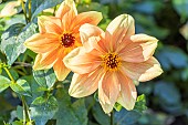 Dahlia Peachy, Breeder : Turkish (FRA) 2024, flowers