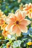 Dahlia Peachy, Breeder : Turkish (FRA) 2024, flower