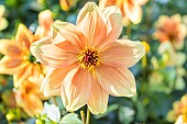 Dahlia Peachy, Breeder : Turkish (FRA) 2024, flower