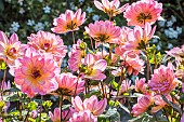 Dahlia Profusion, Breeder : Turkish (FRA) 2024, flowers