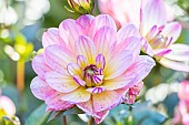 Dahlia Profusion, Breeder : Turkish (FRA) 2024, flower