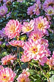 Dahlia Profusion, Breeder : Turkish (FRA) 2024, flowers