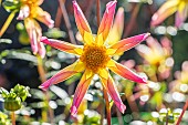 Dahlia Etincelle, Breeder : Campus métier nature de Coutances (FRA) 2024, flower