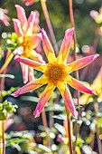 Dahlia Etincelle, Breeder : Campus métier nature de Coutances (FRA) 2024, flower