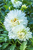 Dahlia Milky Way, Breeder : Turc (FRA) 2024, flowers