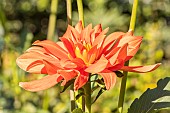 Dahlia Jardinier en chef Armand Boubet, flower