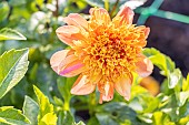 Dahlia Sword Dance, Breeder : Campus métier nature de Coutances (FRA) 2024, flower