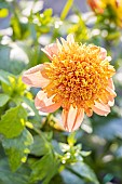 Dahlia Sword Dance, Breeder : Campus métier nature de Coutances (FRA) 2024, flower