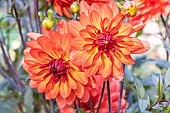 Dahlia Parc Floral de Paris, Breeder : Kneblewski (FRA) 2015, flowers