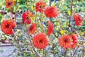 Dahlia Parc Floral de Paris, Breeder : Kneblewski (FRA) 2015, flowers
