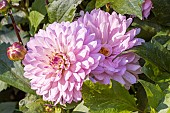Dahlia Le Thoureil, flowers