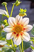 Dahlia Juwel, Breeder : Otto (GER) 2004, flower