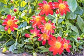 Dahlia Foire de Lessay, Breeder : Campus métier nature de Coutances (FRA) 2024, flowers