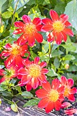 Dahlia Foire de Lessay, Breeder : Campus métier nature de Coutances (FRA) 2024, flowers