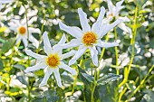 Dahlia Etoile Digoinaise, Breeder : Martin (FRA) 1920, flowers