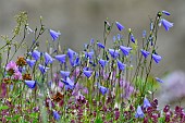 Campanula (Campanula sp) flowers, France