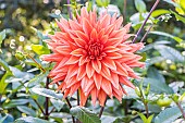Dahlia Alauna Chamade, Breeder : Robert (FRA) 2002, flower