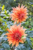 Dahlia Alauna Chamade, Breeder : Robert (FRA) 2002, flowers