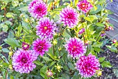 Dahlia Macaron Framboise, Breeder : Turkish (FRA), flowers