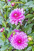 Dahlia Macaron Framboise, Breeder : Turkish (FRA), flowers