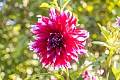 Dahlia Deuil du Roi Albert, Breeders: Defraigne & Troquay (BEL) 1935, flower