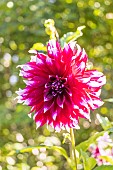Dahlia Deuil du Roi Albert, Breeders: Defraigne & Troquay (BEL) 1935, flower