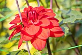 Dahlia Thierry, flower