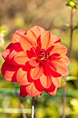 Dahlia Thierry, flower