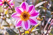 Dahlia La Vie en Rose, Breeder : Kneblewski (FRA) 2019, flower