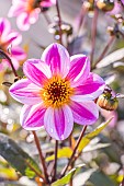 Dahlia La Vie en Rose, Breeder : Kneblewski (FRA) 2019, flower