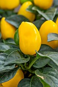 Ornamental yellow pepper (Capsicum annuum) Sombrero