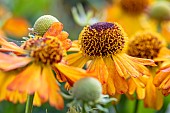 Helenium Hay Day Orange