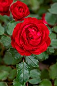 Rose Bal Masque. Breeder: Meilland