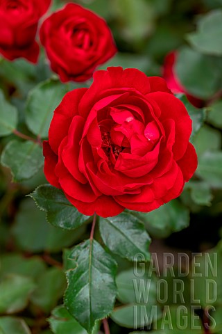 Rose_Bal_Masque_Breeder_Meilland