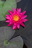 Dwarf Water lily (Nymphaea sp.) in garden pond