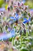 Honey Bee (Apis mellifera) nectaring on a Borage (Borago officinalis) flower, Var, France