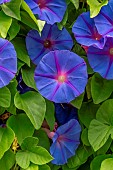 Blue morning glory (Ipomoea indica)